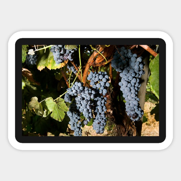 Grape Vineyard 2 Sticker by Bravuramedia